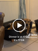 Hangry dog's reaction at late supper goes viral