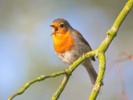 Study: Listening to birdsong can benefit mental health