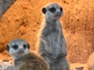 Meerkats were happy to see humans