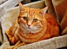 Two genes influence cats' fur patterns