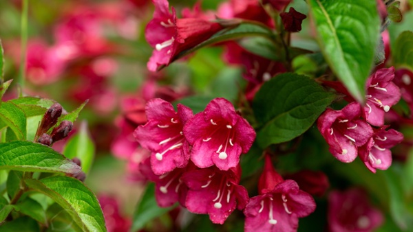 Looking for long-flowering, low-maintenance container shrubs?