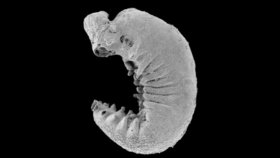 'My jaw just dropped': 500 million-year-old larva fossil found with brain preserved