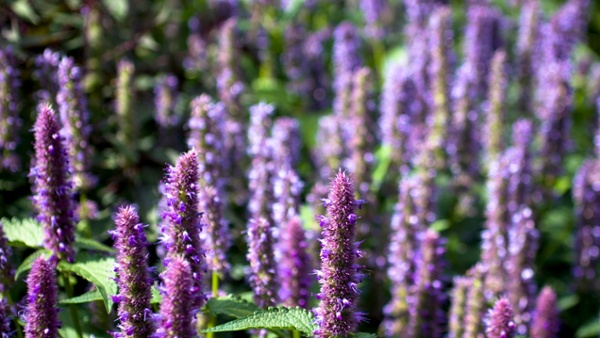 How to grow hummingbird mint – the ultimate native plant to attract birds, bees and butterflies