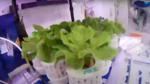 China's astronauts grow vegetables in orbit