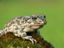 Could toad toxin be a new treatment for anxiety?