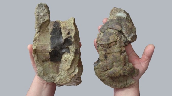 New fossil reveals an ancient Transylvanian turtle that survived the extinction of the dinosaurs