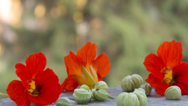 How to harvest nasturtium seeds – expert tips to save and store seeds to grow more of these vining plants next year