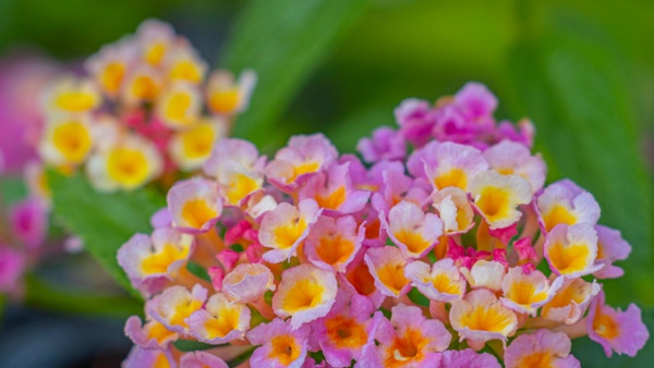 How to fertilize lantana – for long-lasting rainbow blooms