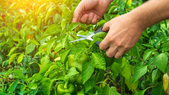 Why you should prune pepper plants for healthier crops and bigger yields