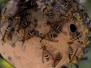 Ala. experiencing increased number of wasp "super nests"