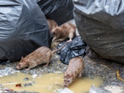 Dirty disgusting rats on area that was filled with sewage, smelly, damp, and garbage bags. Referring to the problem of rats in the city, disease outbreaks from animals, filth of city. Selective focus.