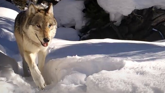 'She is so old': One-eyed wolf in Yellowstone defies odds by having 10th litter of pups in 11 years