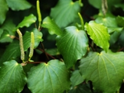 Background image of Kawakawa leaves and fruit (Piper excelsum)