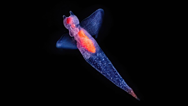 'An ancient, complex, and very serious game is going on': The weird ways creatures feed in the open ocean