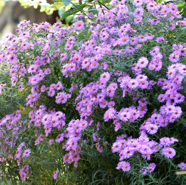 Should I cut back asters in the fall or wait until spring?