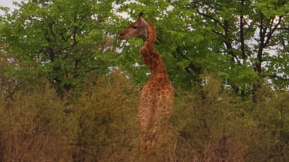 Severely injured giraffe with 'very twisted' zigzag neck spotted in South Africa