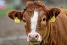 Cows prefer happy farmers, gentle touch