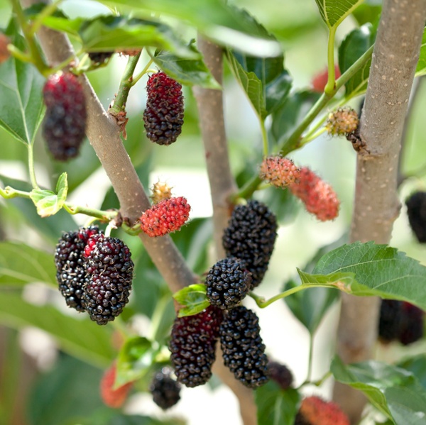 How to take mulberry tree cuttings – expert tips for successful plant propagation