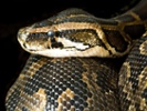 Team creates way to test snake venom without animals