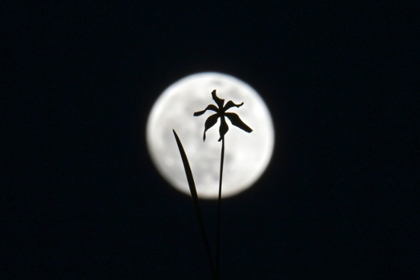The May Flower Moon crosses the Scorpion's Heart May 23