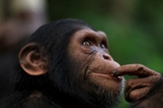 Study: Brain connectivity sets humans apart from chimps