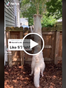 A Russian Wolfhound's height shocks TikTok