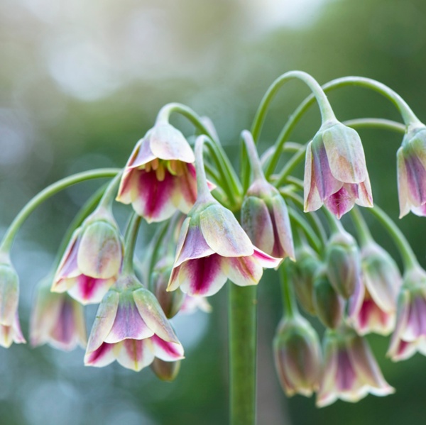 6 flowering bulbs to never plant in pots