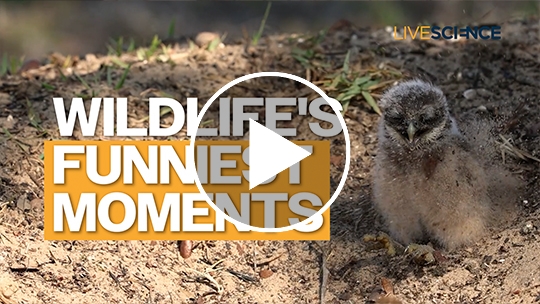 The funniest animals of 2026