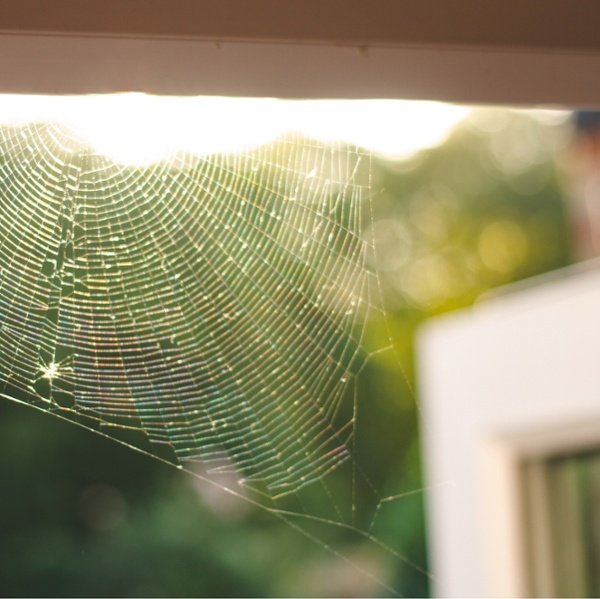 5 easy steps to stop Joro spiders getting inside your home