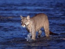 Why we should make room for cougars