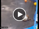 Trampolining squirrel delights Twitter