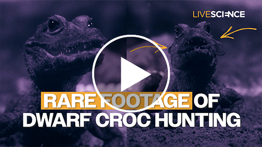 Watch the world's smallest crocodiles snatch bats in their hidden underground lair ‪—‬ a behavior never seen before