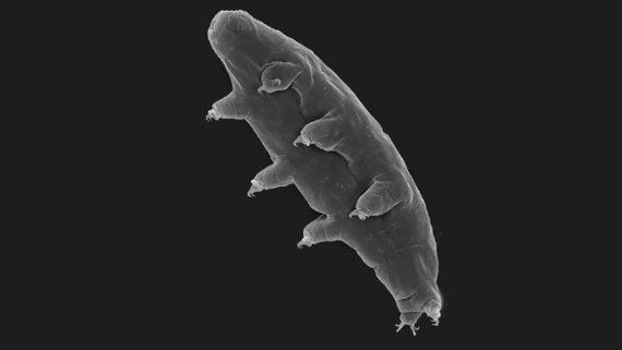 Tardigrades hitch risky rides inside snail bellies, then escape in their poop