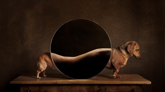 Who's a good boy then? The International Dog Photography Awards 2024 winners announced!