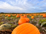 Large pumpkins growing, nearly ready for harvesting