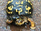 Turtle uses wheelchair made of Legos after surgery