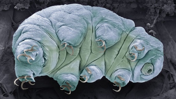 Frozen tardigrade becomes first 'quantum entangled' animal in history, researchers claim
