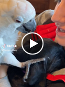 Sweet Pea the cockatoo amazes TikTok