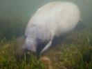 Florida to pilot manatee feeding program