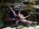 Octopuses are more social than we thought