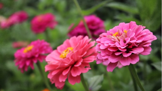 How to propagate zinnias from cuttings &ndash; 3 easy steps to grow even more bright blooms