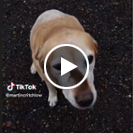 Mr. Jingles the harvest mouse wins TikTok fans