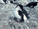 Some penguins take 10,000 micro-naps every day