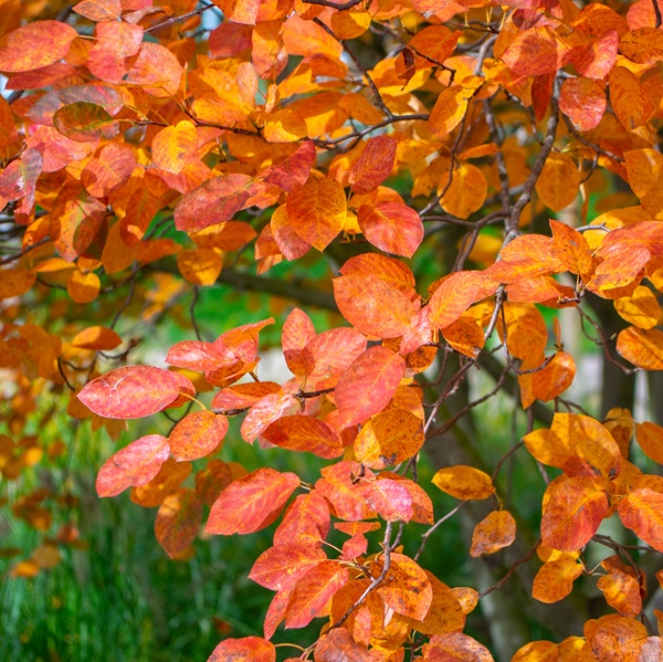 Native alternatives to Japanese maples – 5 North American trees for a spectacular fall display