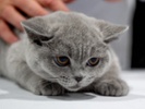 Science claws its way toward eliminating cat allergies