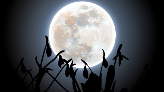 a bright full moon behind silhouettes of plants