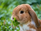 Pa. nonprofit cares for rabbits in need