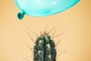 A balloon flying dangerously close to a cactus