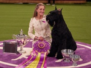 Giant schnauzer Monty makes history at Westminster