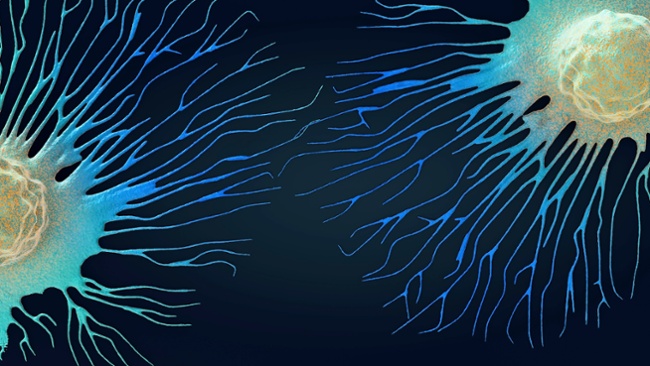 100-year-old heart drug made from foxglove may help 'dissolve' clumps of spreading cancer cells